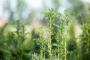 Taxus b. 'Fastigiata' - 225-250 CM C90 - image 4