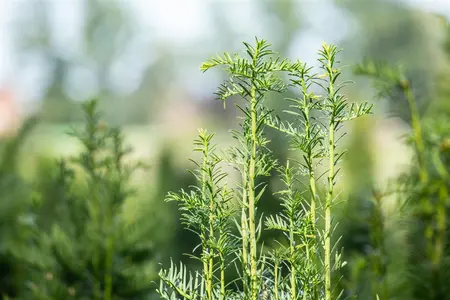Taxus b. 'Fastigiata' - 70-80 CM C10 - image 4
