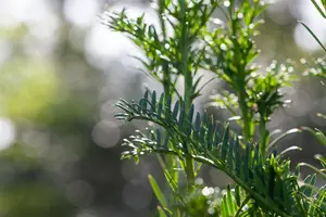 Taxus b. 'Fastigiata' - 225-250 CM C90 - image 5