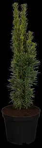 Taxus b. 'Fastigiata'