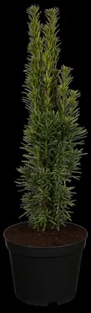 Taxus b. 'Fastigiata' - 40-50 CM C3 - image 1