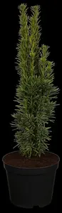 Taxus b. 'Fastigiata' - 40-50 CM C3 - image 5
