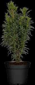 Taxus b. 'Fastigiata' - 60-70 CM RB - image 4