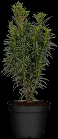 Taxus b. 'Fastigiata' - 150-175 CM RB - image 4
