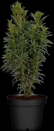Taxus b. 'Fastigiata' - 40-50 CM C3 - image 4