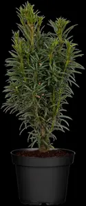 Taxus b. 'Fastigiata' - 40-50 CM C3 - image 4