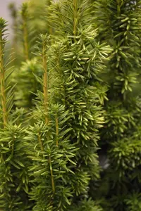 Taxus b. 'Fastigiata Aurea' - 70-80 CM RB - image 3
