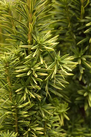 Taxus b. 'Fastigiata Aurea' - 80-100 CM C12 - image 4