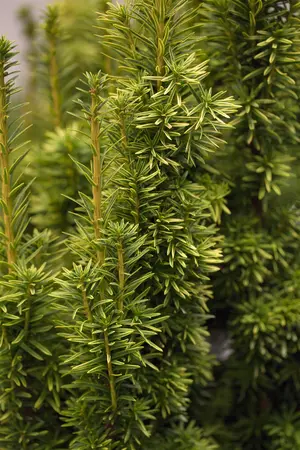 Taxus b. 'Fastigiata Aurea' - 160-180 CM C35 - image 3