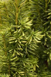 Taxus b. 'Fastigiata Aurea' - 160-180 CM C35 - image 4