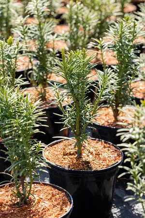 Taxus b. 'Fastigiata Aurea' - 175-200 CM C35 - image 4