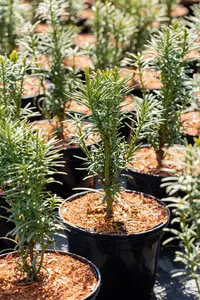 Taxus b. 'Fastigiata Aurea' - 175-200 CM C35 - image 4