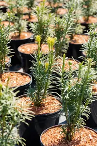 Taxus b. 'Fastigiata Aurea' - 175-200 CM C35 - image 5