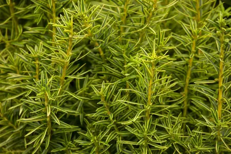 Taxus b. 'Fastigiata Aurea' - 80-100 CM C12 - image 5