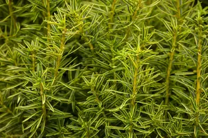 Taxus b. 'Fastigiata Aurea' - 160-180 CM C35 - image 5