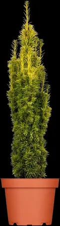 Taxus b. 'Fastigiata Aurea' - 70-80 CM RB - image 2