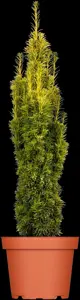 Taxus b. 'Fastigiata Aurea' - SOLITAIR 350-400 CM RB - image 2