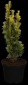 Taxus b. 'Fastigiata Aurea' - 140-160 CM RB - image 1