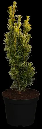 Taxus b. 'Fastigiata Aurea' - SOLITAIR 350-400 CM RB - image 1
