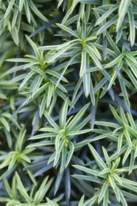 Taxus b. 'Fastigiata Aureomarg.'