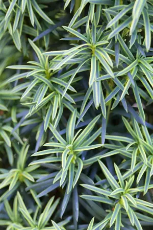 Taxus b. 'Fastigiata Aureomarg.' - 160-180 CM RB - image 1