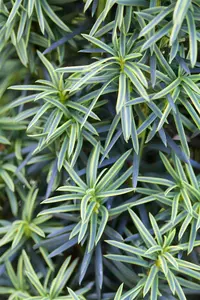 Taxus b. 'Fastigiata Aureomarg.' - 40-50 CM C1.5 - image 1