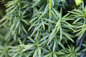 Taxus b. 'Fastigiata Aureomarg.' - P10.5 - image 2