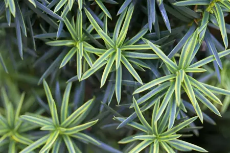 Taxus b. 'Fastigiata Aureomarg.' - 140-160 CM RB - image 5