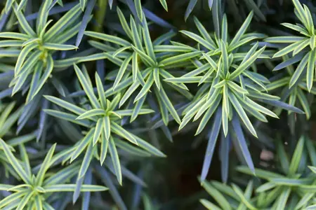 Taxus b. 'Fastigiata Aureomarg.' - 160-180 CM RB - image 3