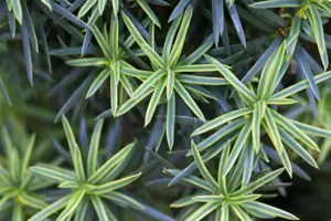 Taxus b. 'Fastigiata Aureomarg.' - 160-180 CM RB - image 5