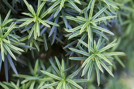 Taxus b. 'Fastigiata Aureomarg.' - 200-225 CM RB - image 4