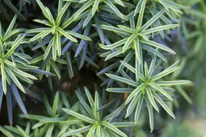 Taxus b. 'Fastigiata Aureomarg.' - 200-225 CM RB - image 4
