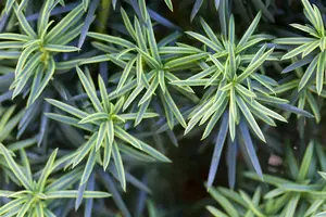 Taxus b. 'Fastigiata Aureomarg.' - 40-50 CM C1.5 - image 3