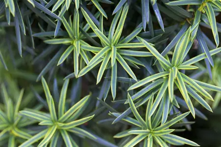 Taxus b. 'Fastigiata Aureomarg.' - 40-50 CM C1.5 - image 5