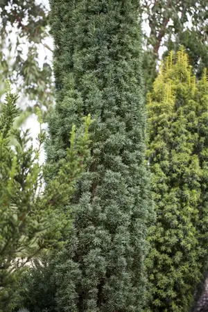 Taxus b. 'Fastigiata Robusta' - 20-25 CM C2 - image 3