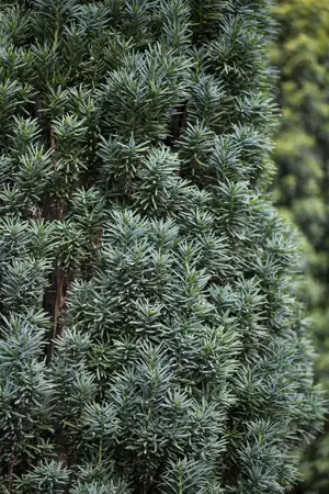 Taxus b. 'Fastigiata Robusta' - 20-25 CM C2 - image 4
