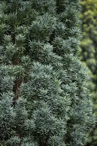 Taxus b. 'Fastigiata Robusta' - 20-25 CM C2 - image 4