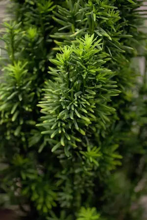 Taxus b. 'Fastigiata Robusta' - 20-25 CM C2 - image 5