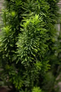 Taxus b. 'Fastigiata Robusta' - 20-25 CM C2 - image 5