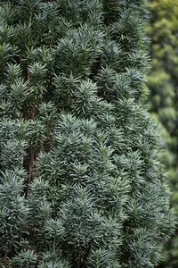 Taxus b. 'Fastigiata Robusta' - 50-60 CM C2 - image 4