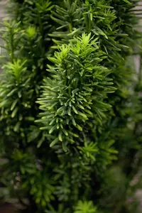 Taxus b. 'Fastigiata Robusta' - LINERS 28 CEL TRAY P9 SIZE - image 3