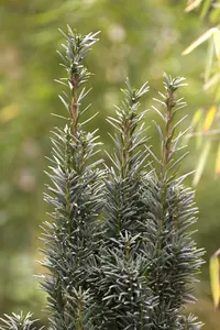Taxus b. 'Fastigiata Robusta' - SOLITAIR 80-100 CM RB - image 5