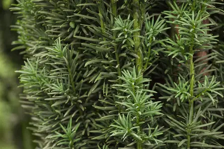 Taxus b. 'Fastigiata Robusta' - LINERS 28 CEL TRAY P9 SIZE - image 4