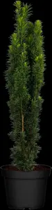 Taxus b. 'Fastigiata Robusta' - 1.5 Ltr pot - image 2