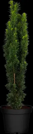 Taxus b. 'Fastigiata Robusta' - 160-180 CM RB - image 2