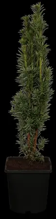 Taxus b. 'Fastigiata Robusta' - 1.5 Ltr pot - image 1