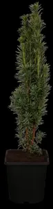 Taxus b. 'Fastigiata Robusta'