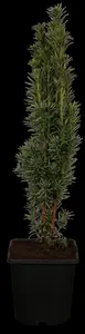 Taxus b. 'Fastigiata Robusta' - 50-60 CM C2 - image 1