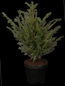 Taxus b. 'Golden Carol' - CUBE 45 CM RB - image 2
