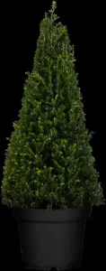 Taxus b. 'Golden Carol' - CUBE 45 CM RB - image 3